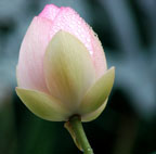 featherhawk - lotus bud